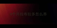 4个月拉布拉多怎么养