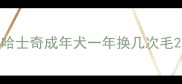 哈士奇成年犬一年换几次毛