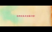 拉布拉多犬全面介绍