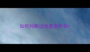 如何判断边牧是否怀孕
