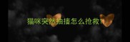 猫咪突然抽搐怎么抢救