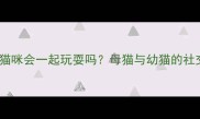 猫咪怀孕后其他猫咪会一起玩耍吗母猫与幼猫的社交行为与注意事项
