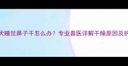 3个月幼犬睡觉鼻子干怎么办专业兽医详解干燥原因及护理指南