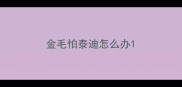 金毛怕泰迪怎么办