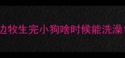 边牧生完小狗啥时候能洗澡