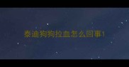 泰迪狗狗拉血怎么回事