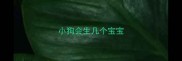 小狗会生几个宝宝