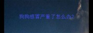 狗狗感冒严重了怎么办