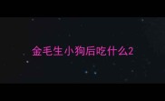 金毛生小狗后吃什么