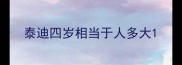 泰迪四岁相当于人多大