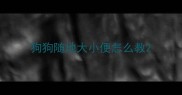 狗狗随地大小便怎么教