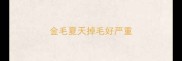 金毛夏天掉毛好严重