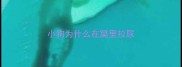 小狗为什么在窝里拉尿