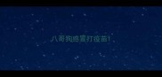 八哥狗感冒打疫苗