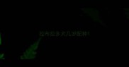 拉布拉多犬几岁配种