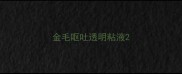 金毛呕吐透明粘液