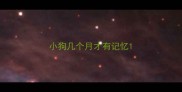 小狗几个月才有记忆