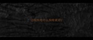 边牧狗吃什么狗粮最好