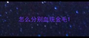怎么分别血统金毛