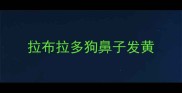 拉布拉多狗鼻子发黄