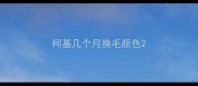 柯基几个月换毛颜色