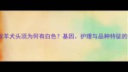 边境牧羊犬头顶为何有白色基因护理与品种特征的深度