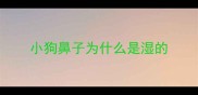 小狗鼻子为什么是湿的