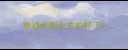 泰迪犬刚出生的样子
