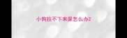小狗拉不下来屎怎么办
