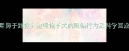 边牧总用鼻子蹭你边境牧羊犬的贴贴行为及科学回应指南