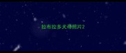 拉布拉多犬母照片