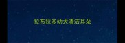 拉布拉多幼犬清洁耳朵