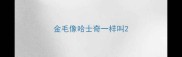 金毛像哈士奇一样叫