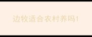 边牧适合农村养吗