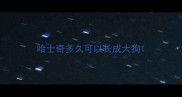 哈士奇多久可以长成大狗