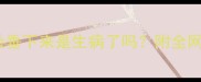警惕哈士奇耳朵垂下来是生病了吗附全网最全护理指南