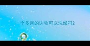 一个多月的边牧可以洗澡吗