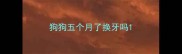 狗狗五个月了换牙吗