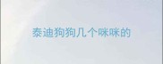 泰迪狗狗几个咪咪的