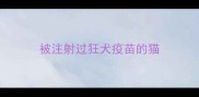 被注射过狂犬疫苗的猫