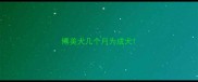博美犬几个月为成犬