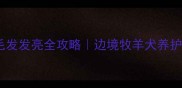 咖啡色边牧毛发发亮全攻略边境牧羊犬养护秘籍大公开