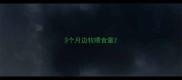 3个月边牧喂食量