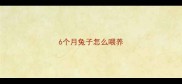 6个月兔子怎么喂养