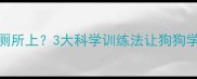 边牧总不在厕所上3大科学训练法让狗狗学会定点排便