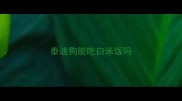 泰迪狗能吃白米饭吗
