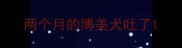 两个月的博美犬吐了