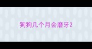 狗狗几个月会磨牙