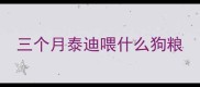 三个月泰迪喂什么狗粮