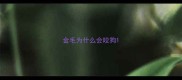 金毛为什么会咬狗